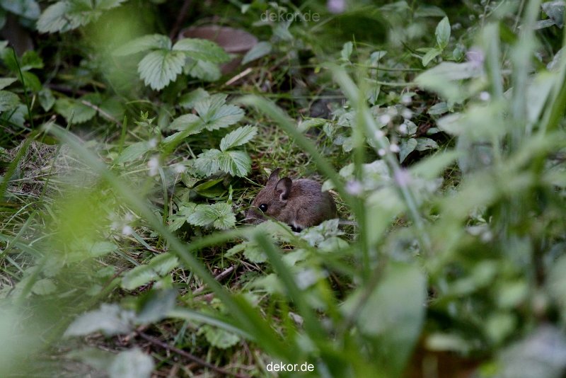 voegel-im-garten-2012-maus-003