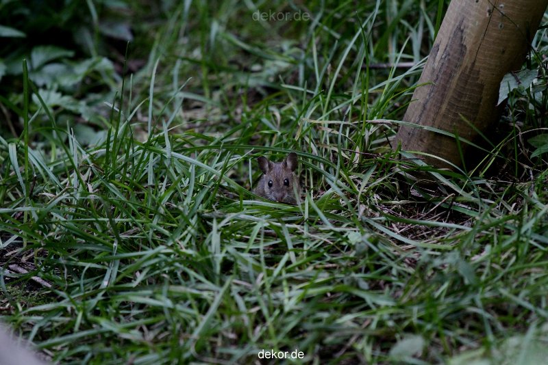 voegel-im-garten-2012-maus-005