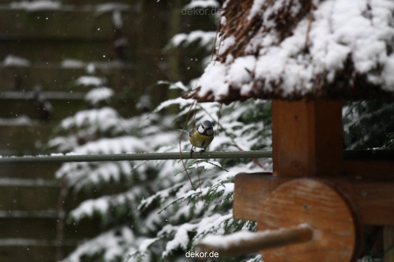 voegel-im-garten-2012-meisen-winter-004