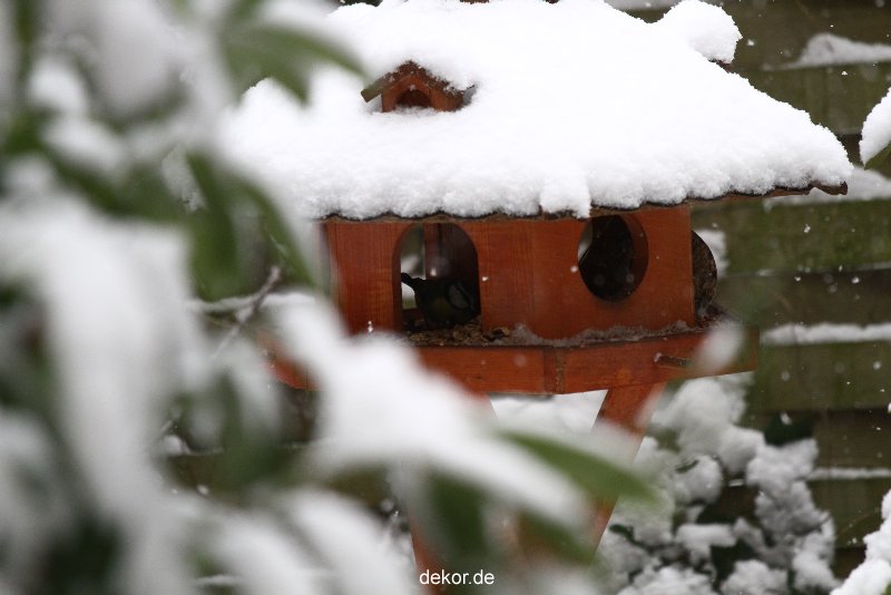 voegel-im-garten-2012-meisen-winter-007