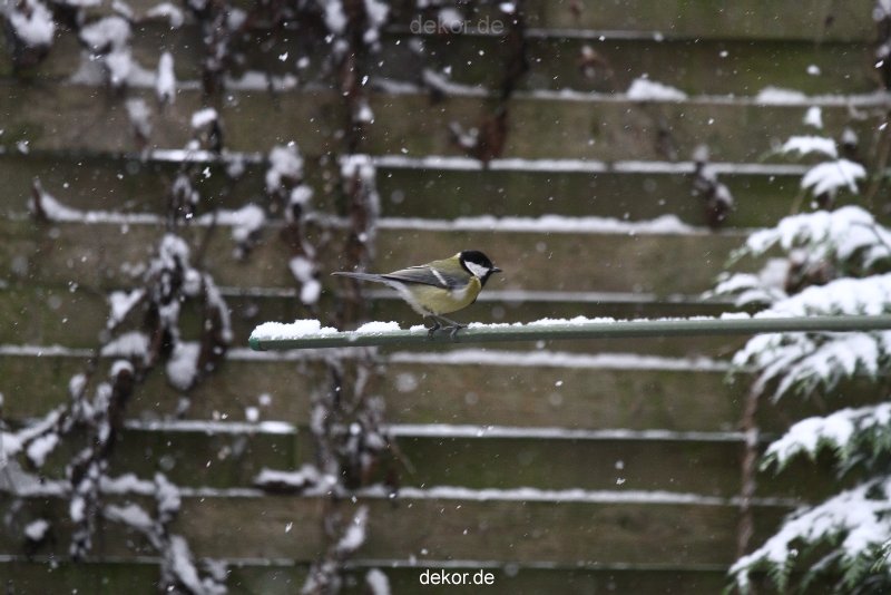 voegel-im-garten-2012-meisen-winter-008