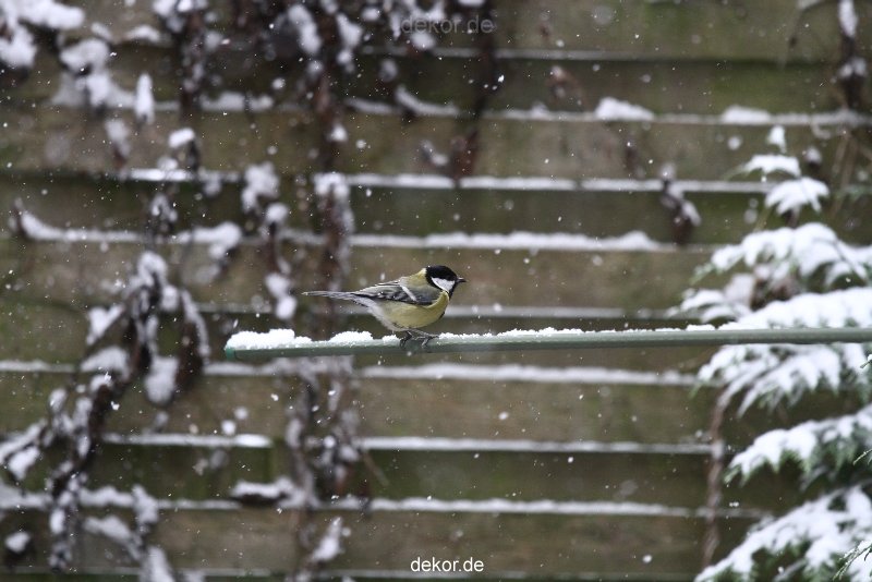 voegel-im-garten-2012-meisen-winter-009
