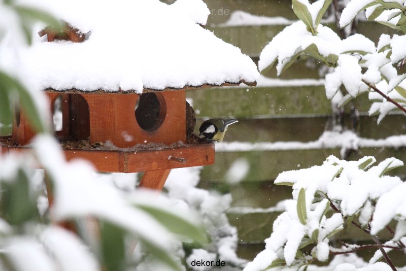voegel-im-garten-2012-meisen-winter-011