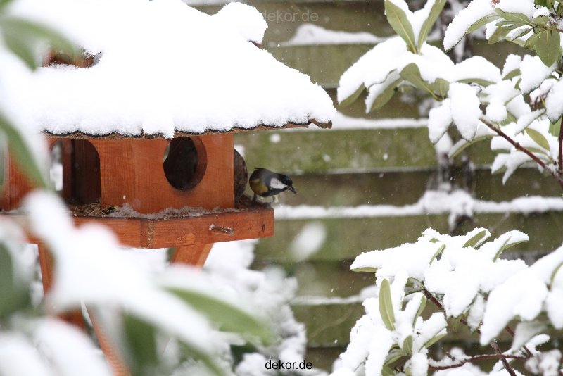 voegel-im-garten-2012-meisen-winter-012