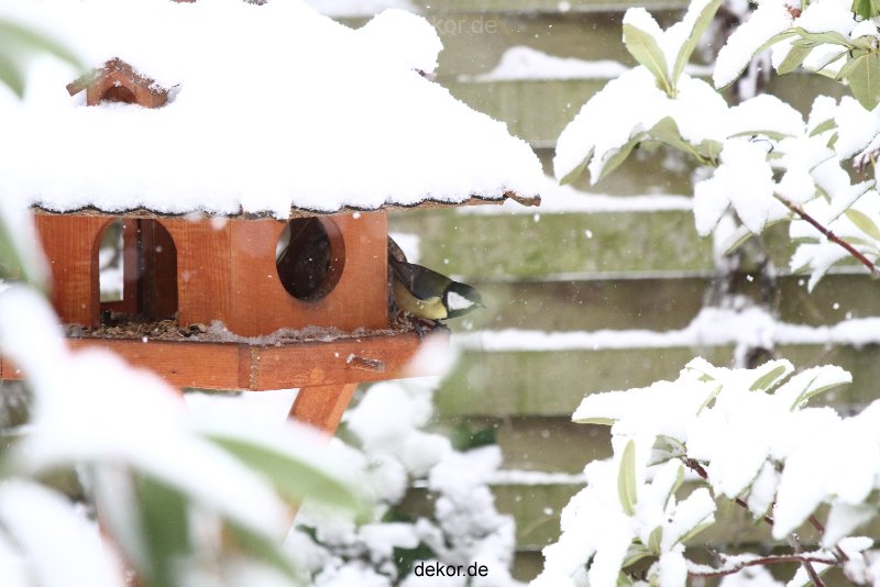 voegel-im-garten-2012-meisen-winter-013