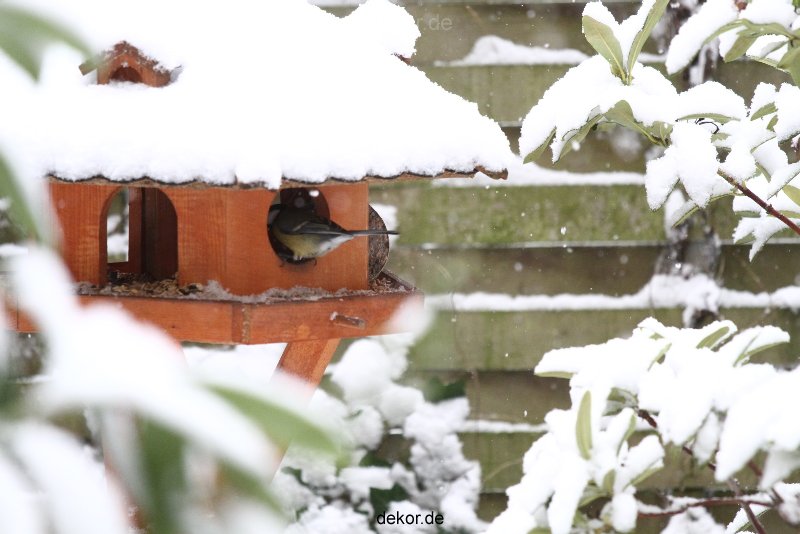 voegel-im-garten-2012-meisen-winter-016