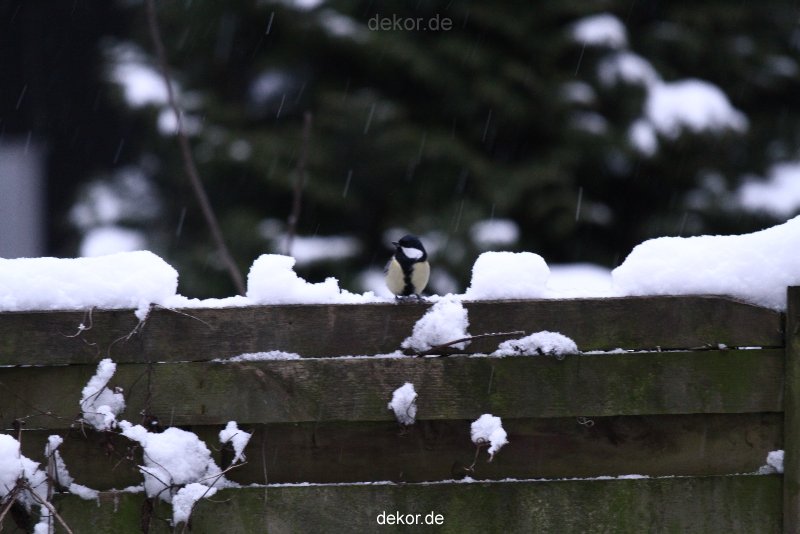 voegel-im-garten-2012-meisen-winter-017