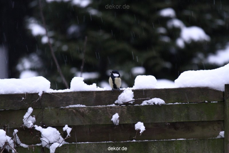 voegel-im-garten-2012-meisen-winter-019