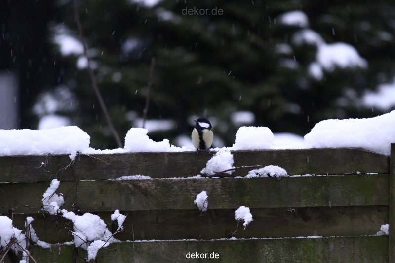 voegel-im-garten-2012-meisen-winter-021