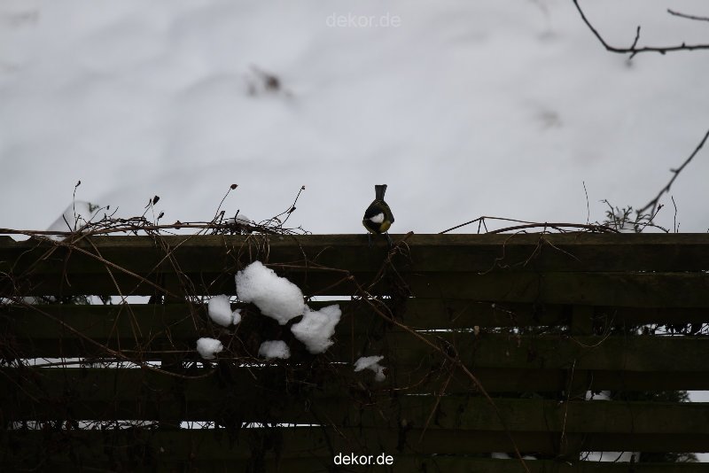 voegel-im-garten-2012-meisen-winter-022