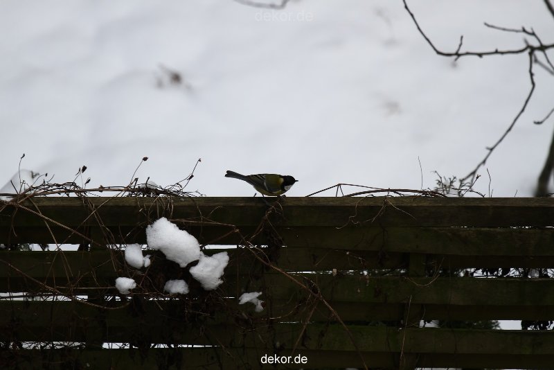 voegel-im-garten-2012-meisen-winter-023