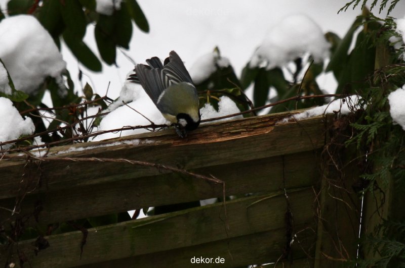 voegel-im-garten-2012-meisen-winter-025