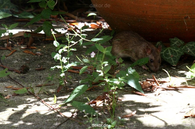 voegel-im-garten-2012-ratten-003