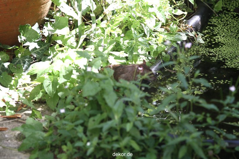 voegel-im-garten-2012-ratten-004