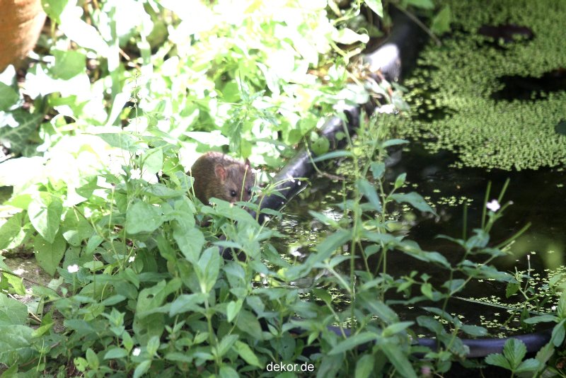 voegel-im-garten-2012-ratten-005