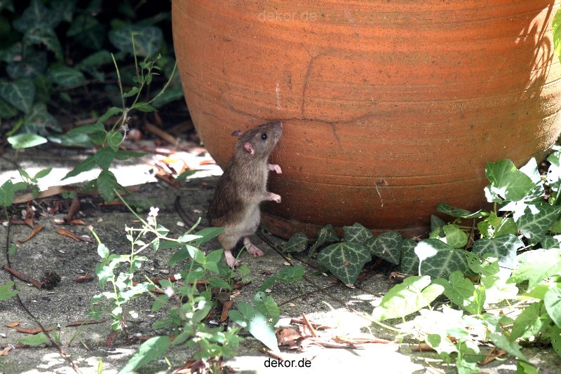 voegel-im-garten-2012-ratten-008