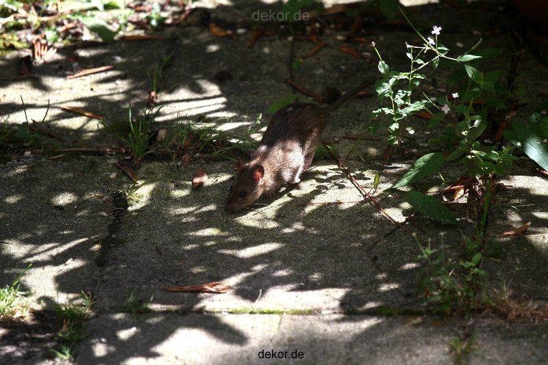 voegel-im-garten-2012-ratten-009