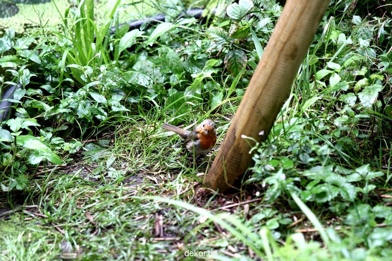 voegel-im-garten-2012-rotkehlchen-012