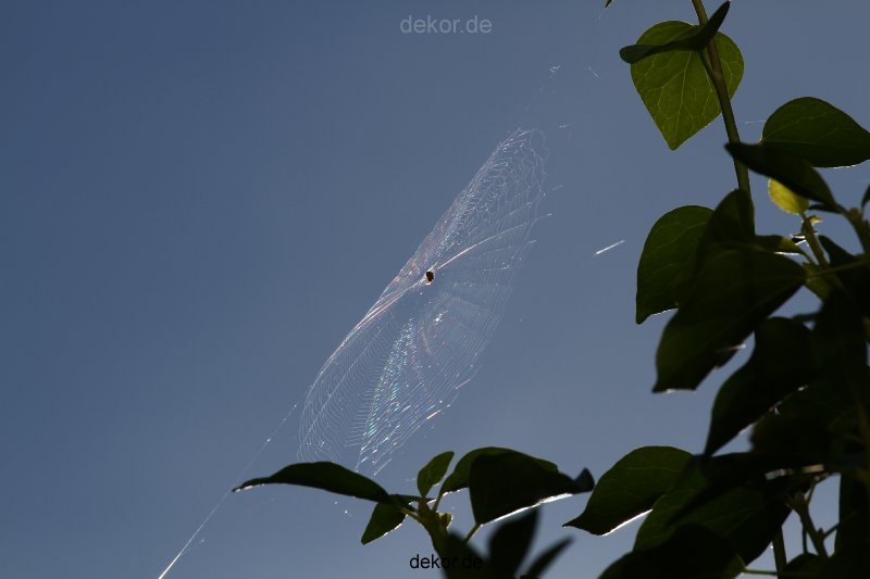 voegel-im-garten-2012-spinnennetz-001