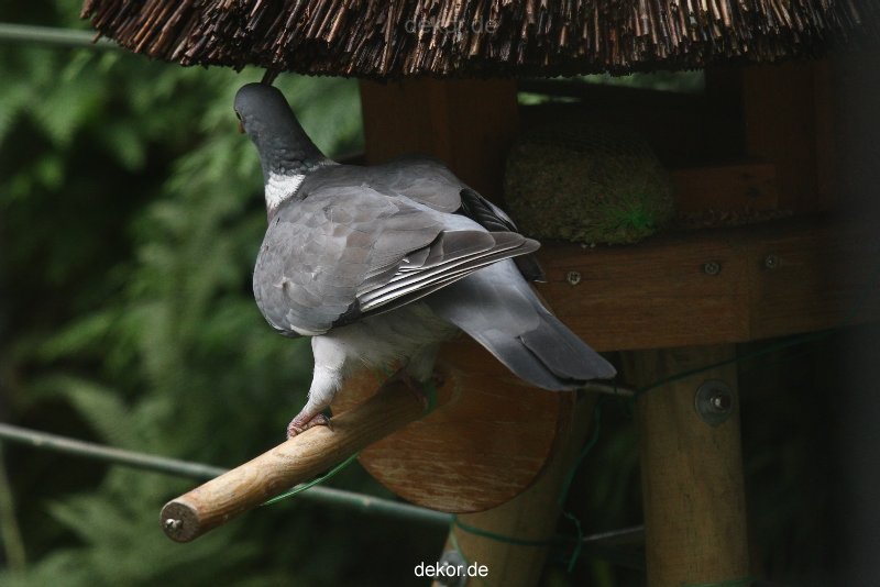 voegel-im-garten-2012-tauben-003