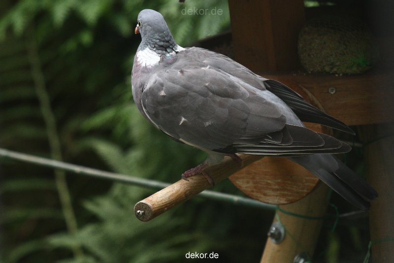 voegel-im-garten-2012-tauben-004