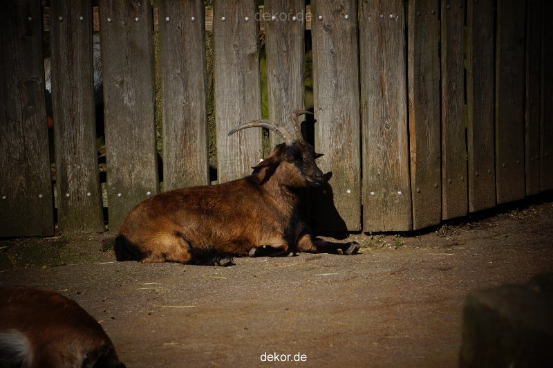 zoo-bochum-zoo-2015-03-11-013