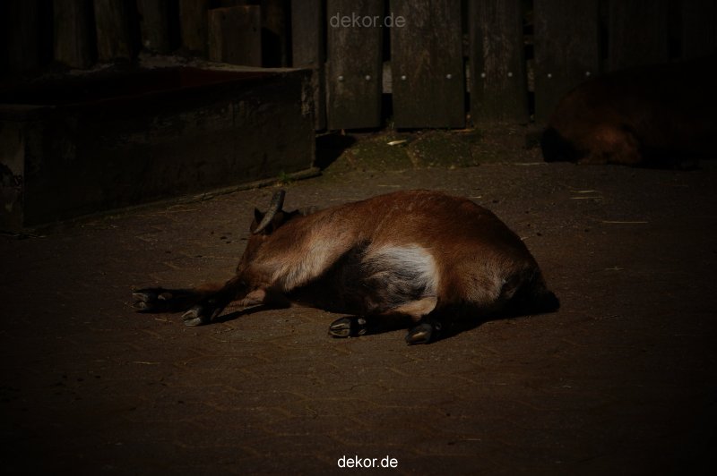 zoo-bochum-zoo-2015-03-11-014