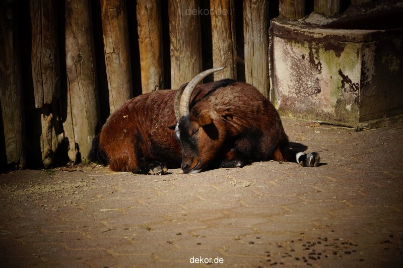 zoo-bochum-zoo-2015-03-11-016