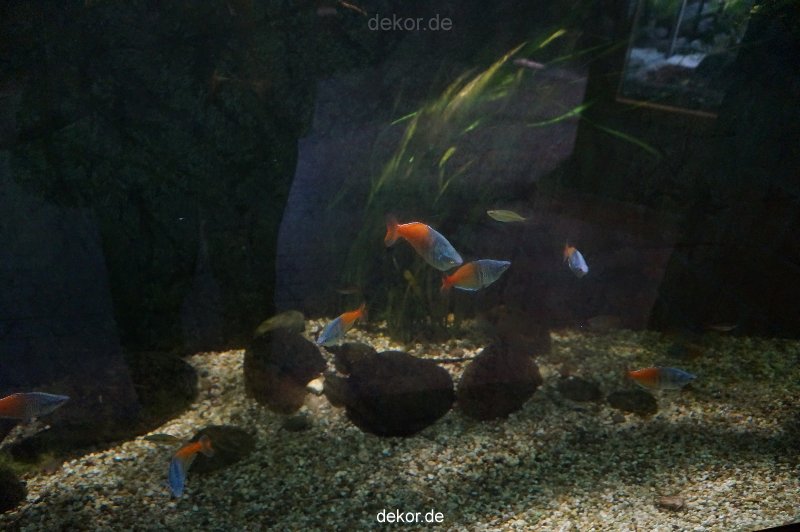 zoo-bochum-zoo-2015-03-11-040