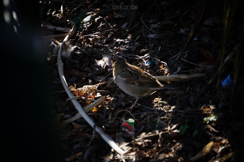 zoo-bochum-zoo-2015-03-11-049