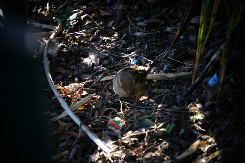 zoo-bochum-zoo-2015-03-11-050