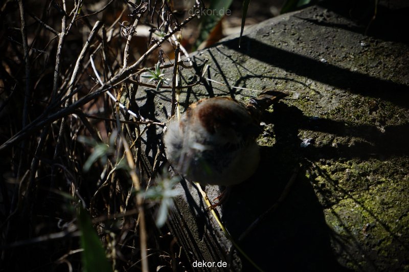 zoo-bochum-zoo-2015-03-11-054