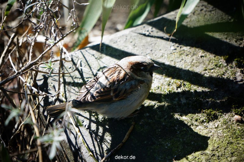 zoo-bochum-zoo-2015-03-11-055