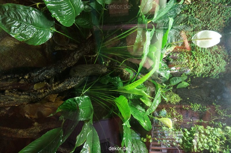 zoo-bochum-zoo-2015-03-11-062