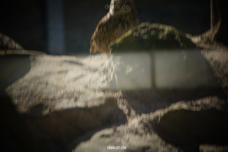 zoo-bochum-zoo-2015-03-11-063