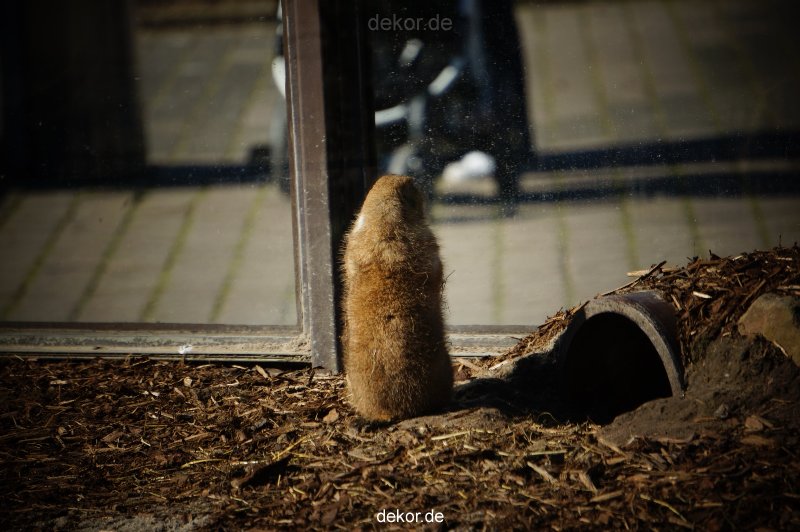 zoo-bochum-zoo-2015-03-11-064