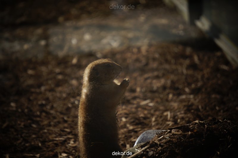 zoo-bochum-zoo-2015-03-11-071