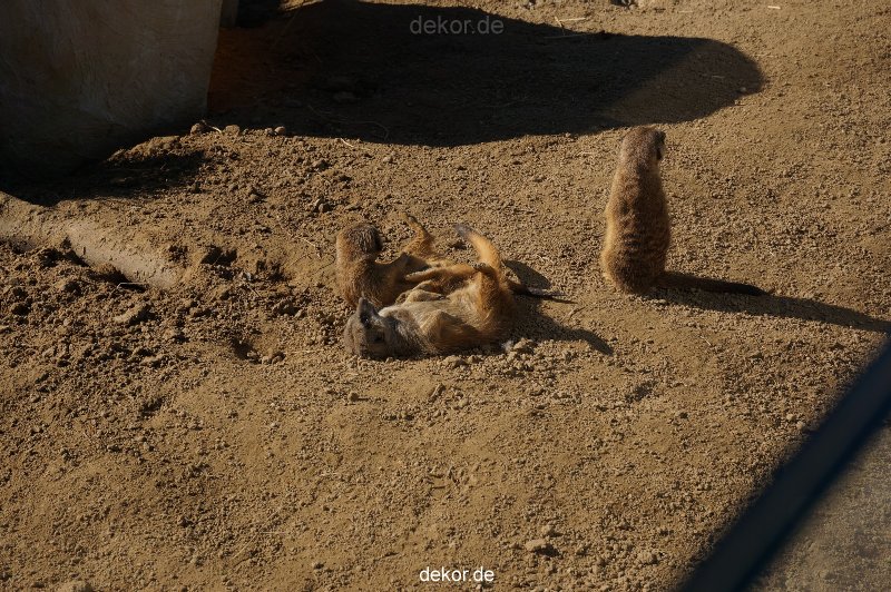 zoo-bochum-zoo-2015-03-11-074