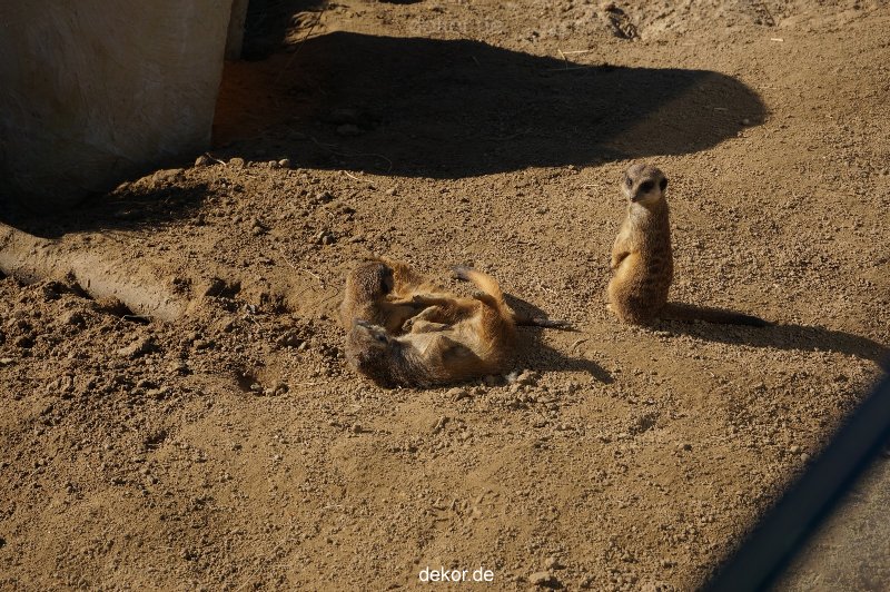 zoo-bochum-zoo-2015-03-11-075