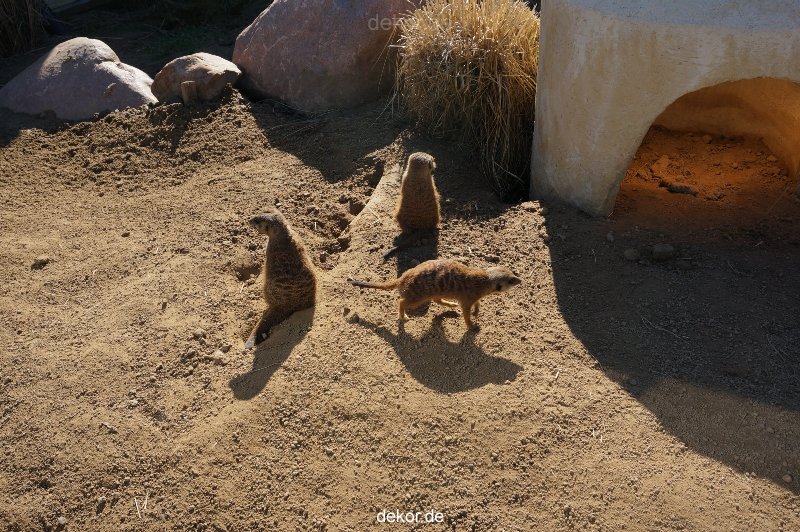 zoo-bochum-zoo-2015-03-11-080