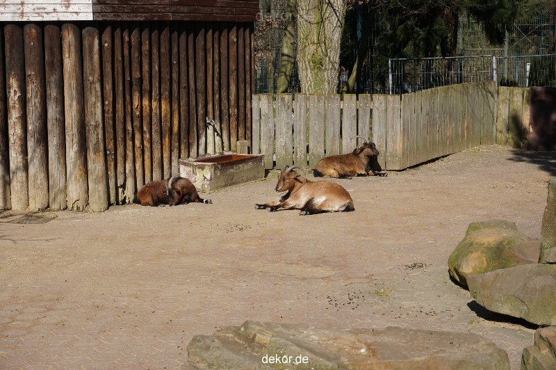 zoo-bochum-zoo-2015-03-11-091