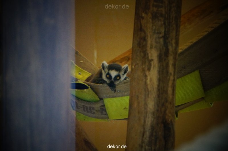 zoo-bochum-zoo-2015-03-11-101