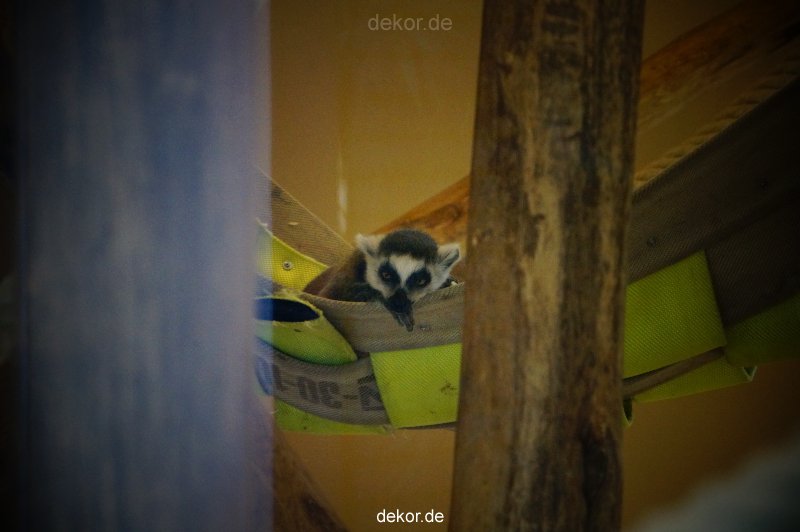 zoo-bochum-zoo-2015-03-11-102