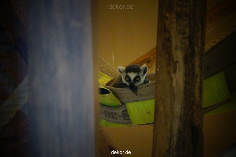 zoo-bochum-zoo-2015-03-11-103