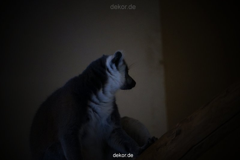 zoo-bochum-zoo-2015-03-11-106