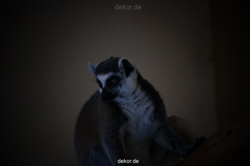 zoo-bochum-zoo-2015-03-11-107