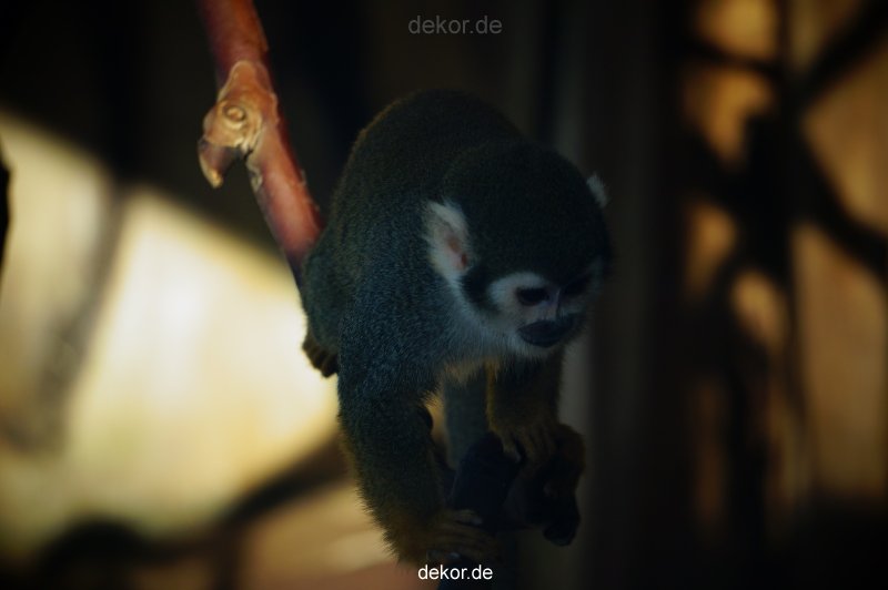 zoo-bochum-zoo-2015-03-11-117