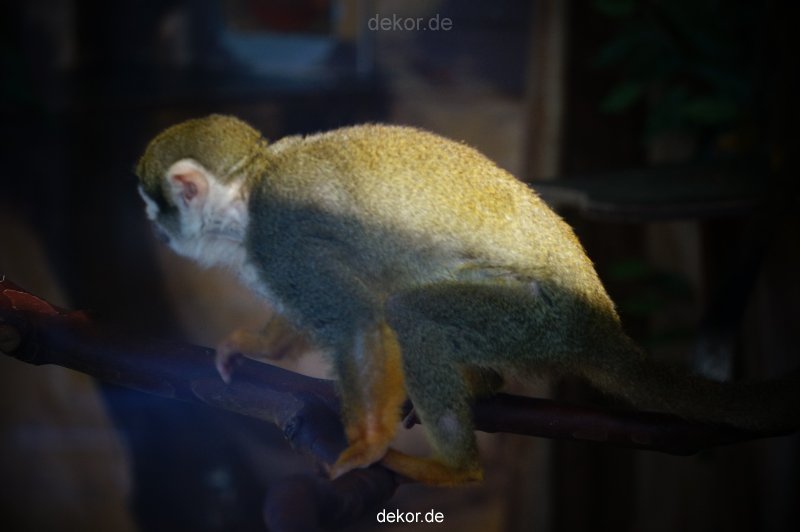 zoo-bochum-zoo-2015-03-11-119