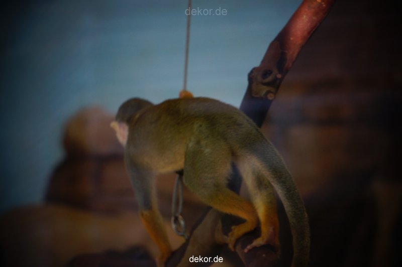 zoo-bochum-zoo-2015-03-11-121