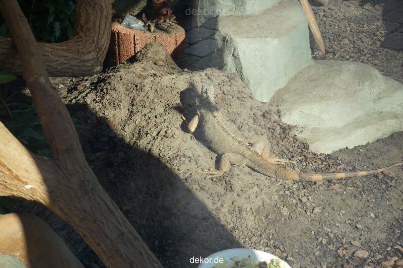 zoo-bochum-zoo-2015-03-11-152